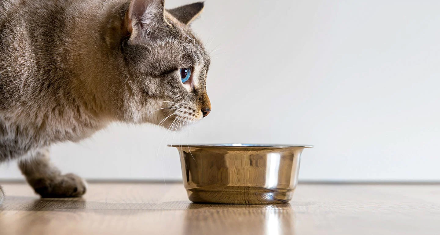 Proplan Urinary​, Opsi Tepat Untuk Kesehatan Saluran Kemih Kucing