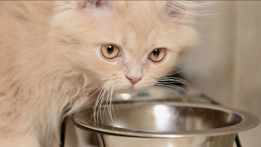 Panduan Nutrisi Khusus: Makanan Terbaik untuk Kucing Persia yang Memanjakan Selera