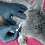 Cara Aman Memberi Obat Kutu pada Kucing Peliharaan